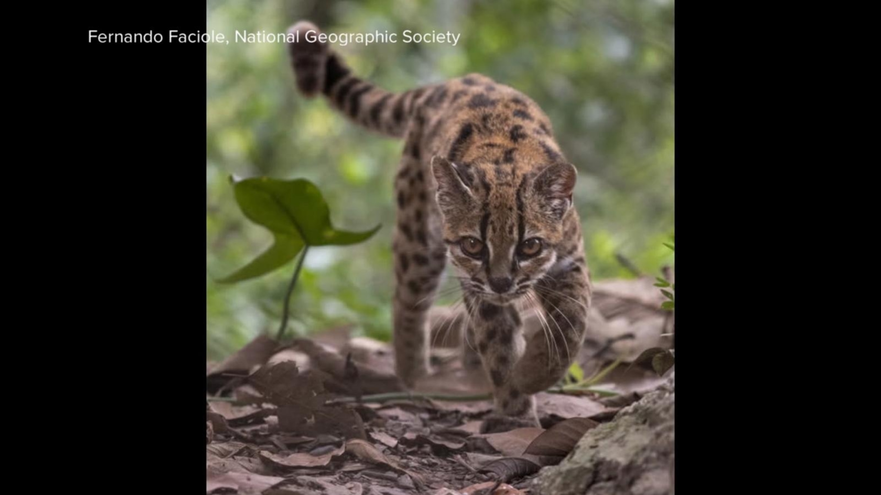 First new feline species in 100 years discovered in Bolivian forest