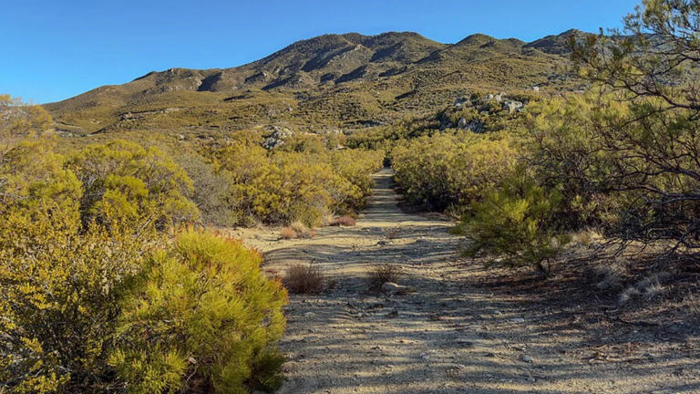 Introduced aoudad threats: Game sheep form hardy US herds; ecologists ...