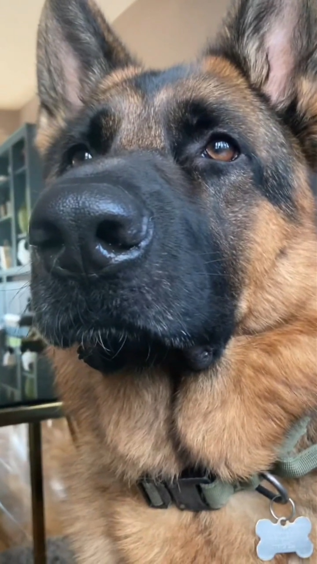German shepherd puppy growth from floppy ears to loyal guardian story