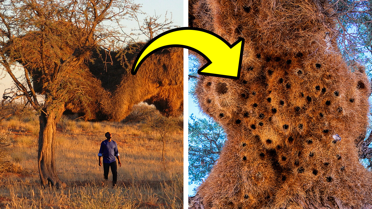 Monstrous nests that engulf everything in their path