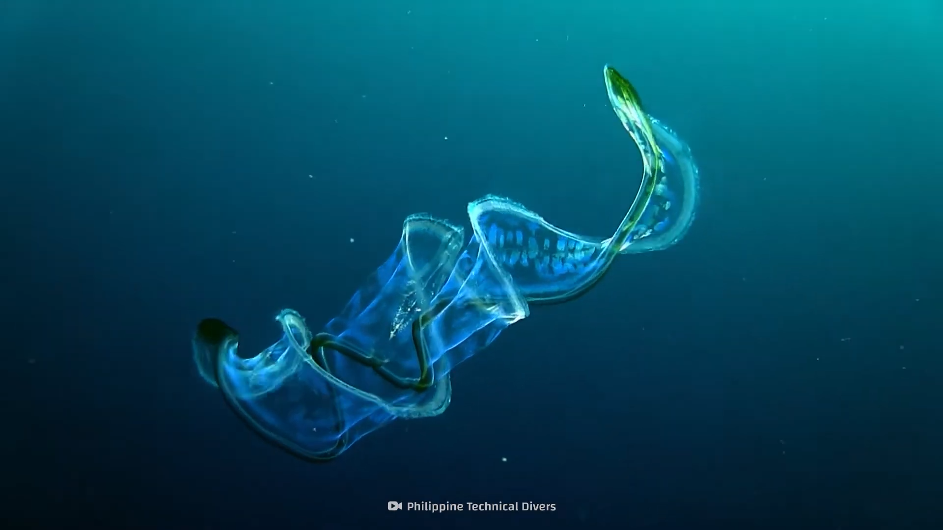 This sea creature looks like a floating rainbow... but it isn’t a jellyfish