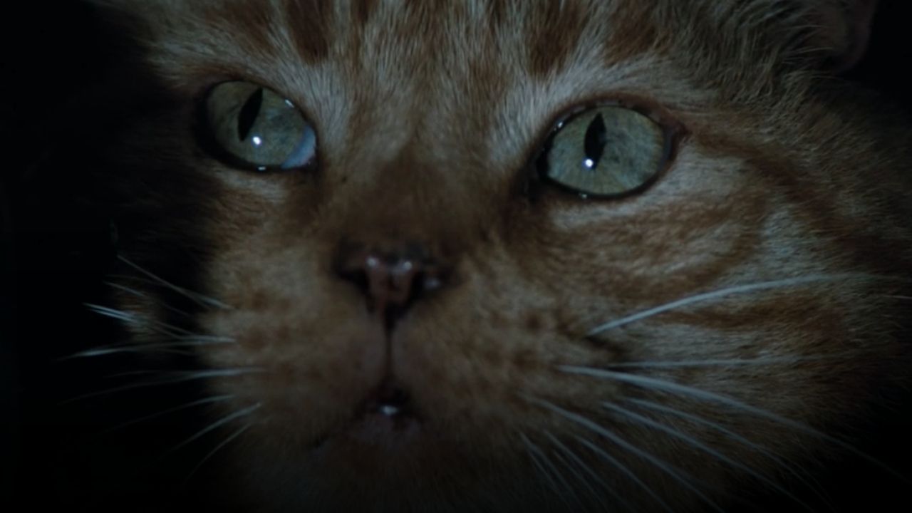 Amazing cats in Hollywood history