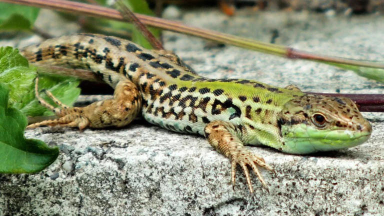 Lizards Evolve New Traits: Moved islet population rapidly adapts to ...