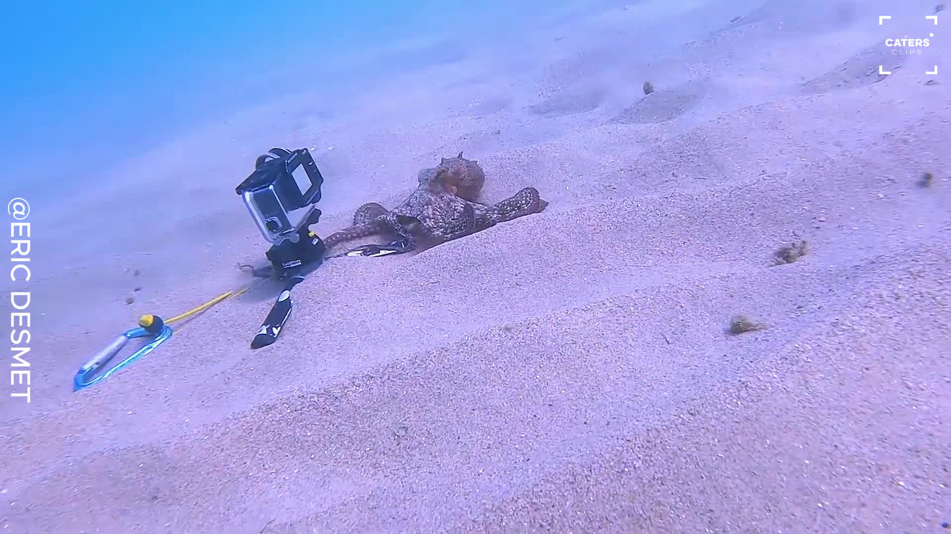 Curious octopus caught on camera doing the last thing a snorkeler expected