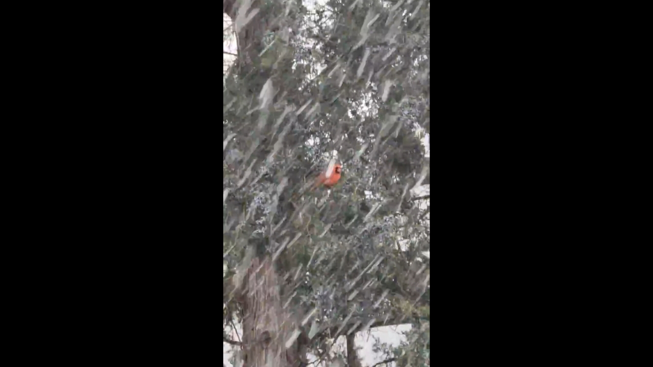 Lone bird carries on as snow covers the ground in winter
