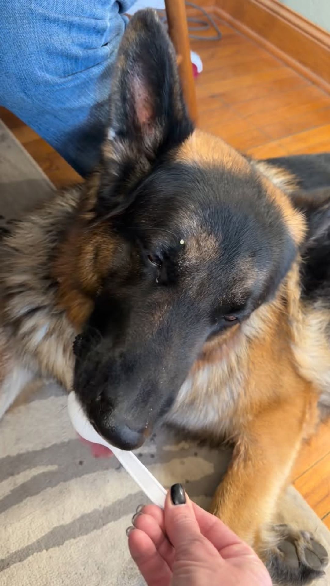 Cute dog morning routine with a special honey treat