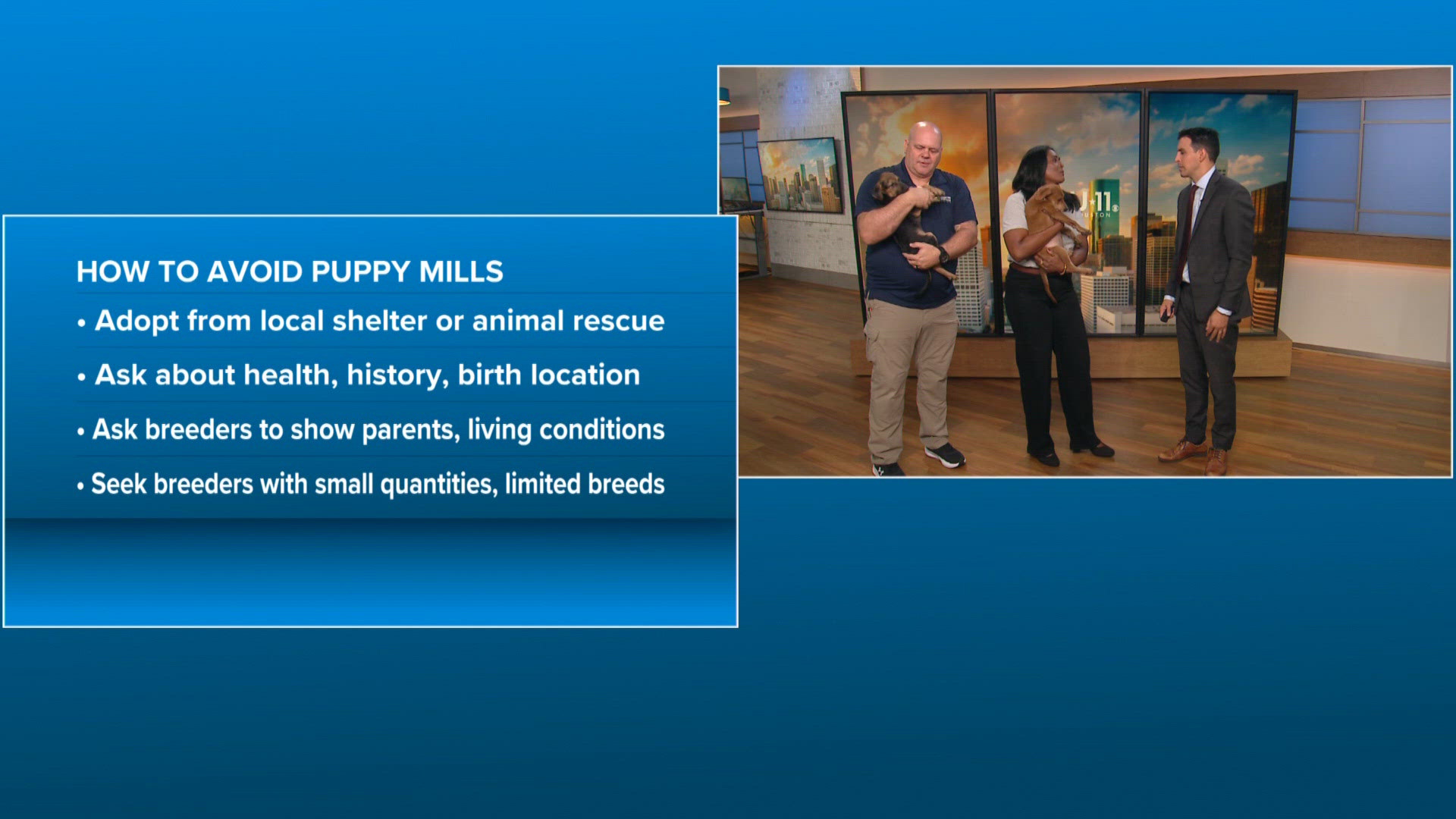 Puppy mill awareness day: What to know before you buy or adopt