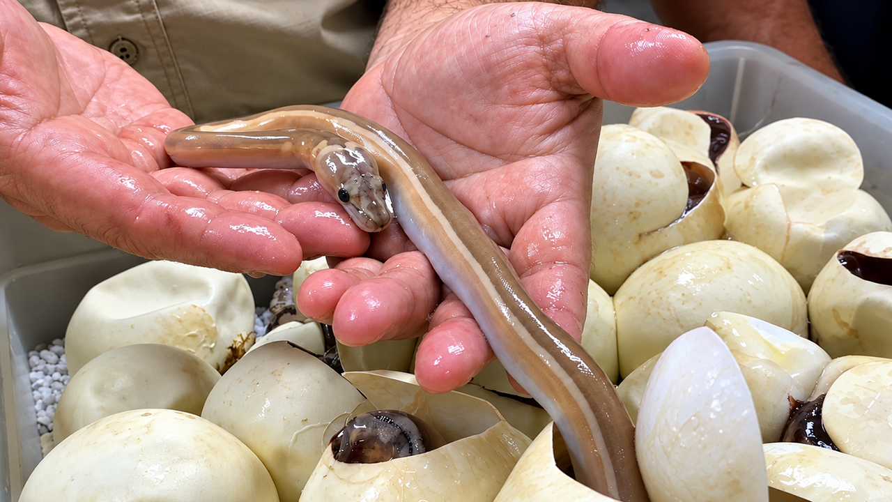 Rare reticulated python morph revealed during egg cutting