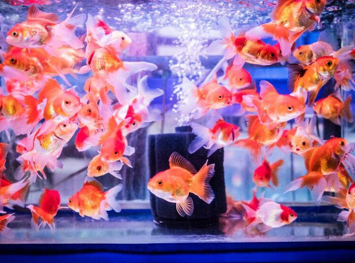 Basic goldfish care: My 3rd grader came home with what?