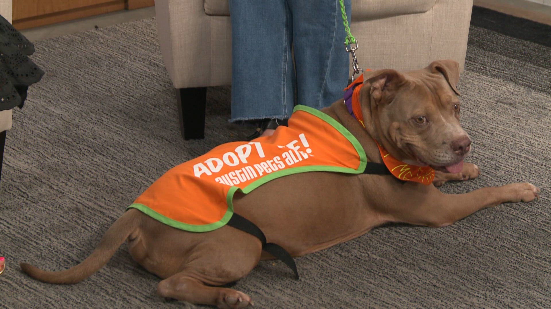 Meet Allee, a dog available to adopt from Austin Pets Alive | Pet of ...
