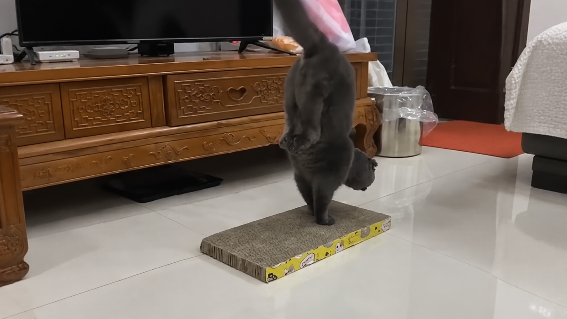 Gray cat turns scratching into acrobatics