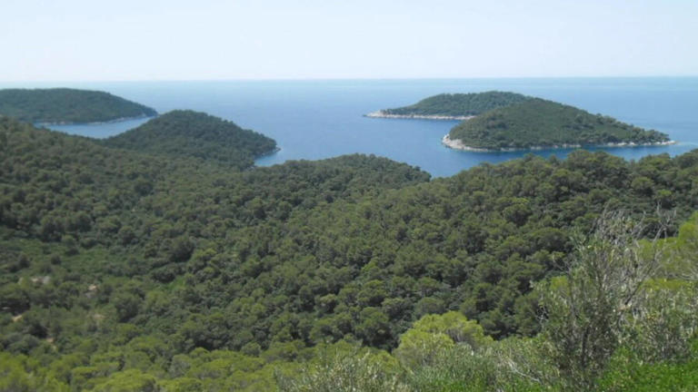 Lizards Evolve New Traits: Moved islet population rapidly adapts to ...