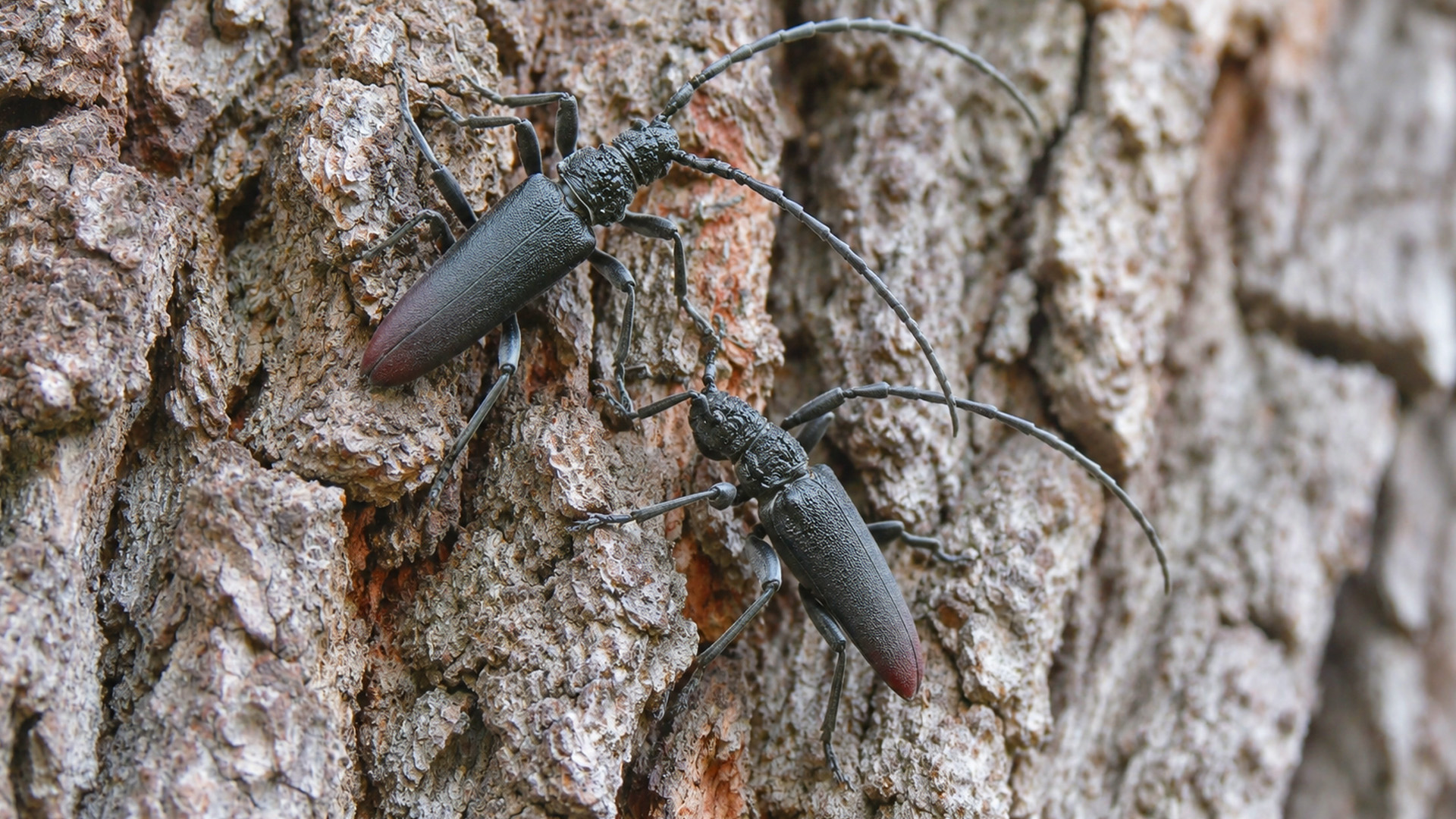 Longhorn beetle faces the hidden camera from a green leaf