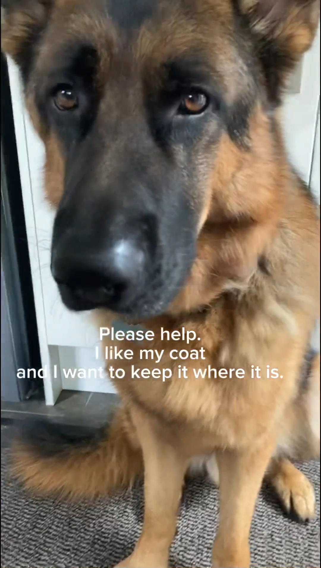 Hilarious German shepherd worried about human behavior