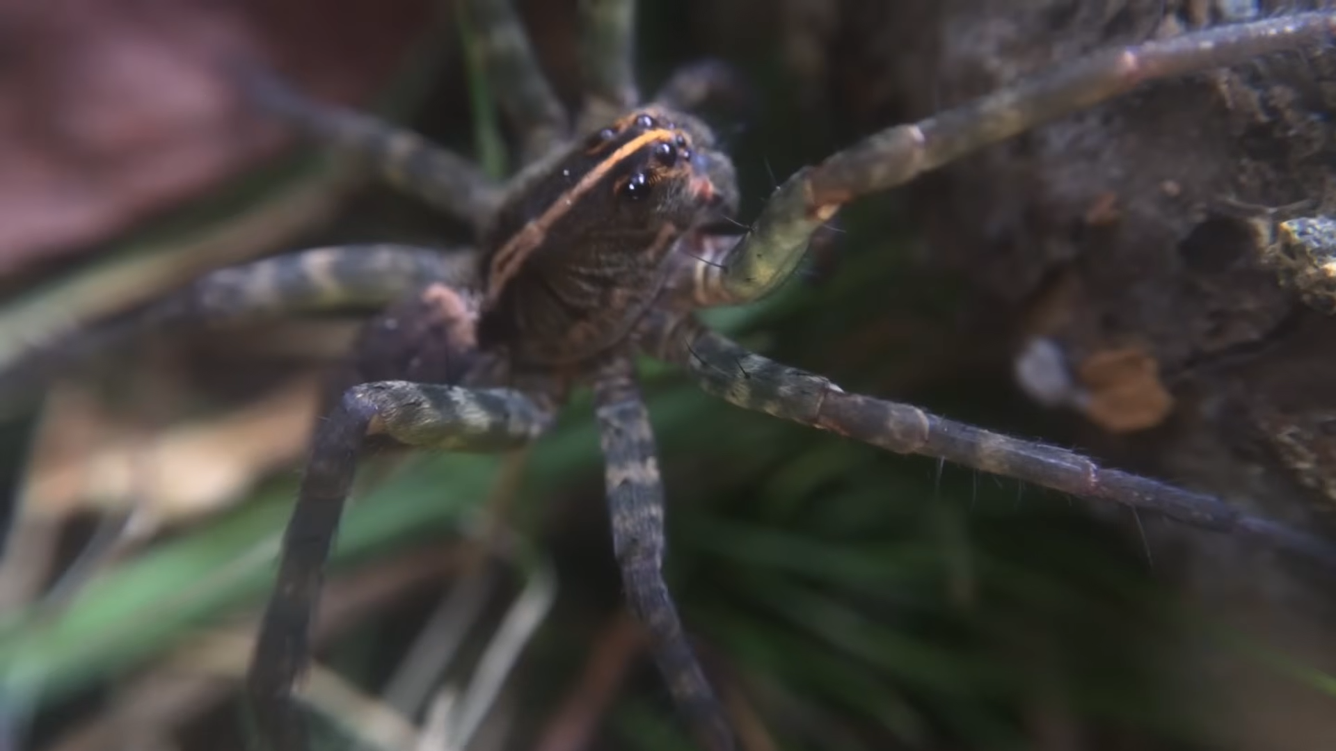 This large spider is common around American homes - should families ...