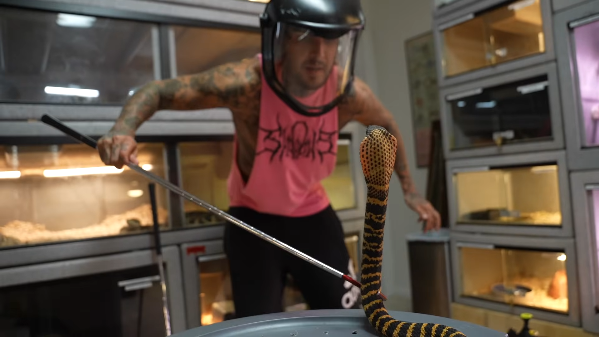 The spitting cobras wouldn’t stop spraying venom and things got ...