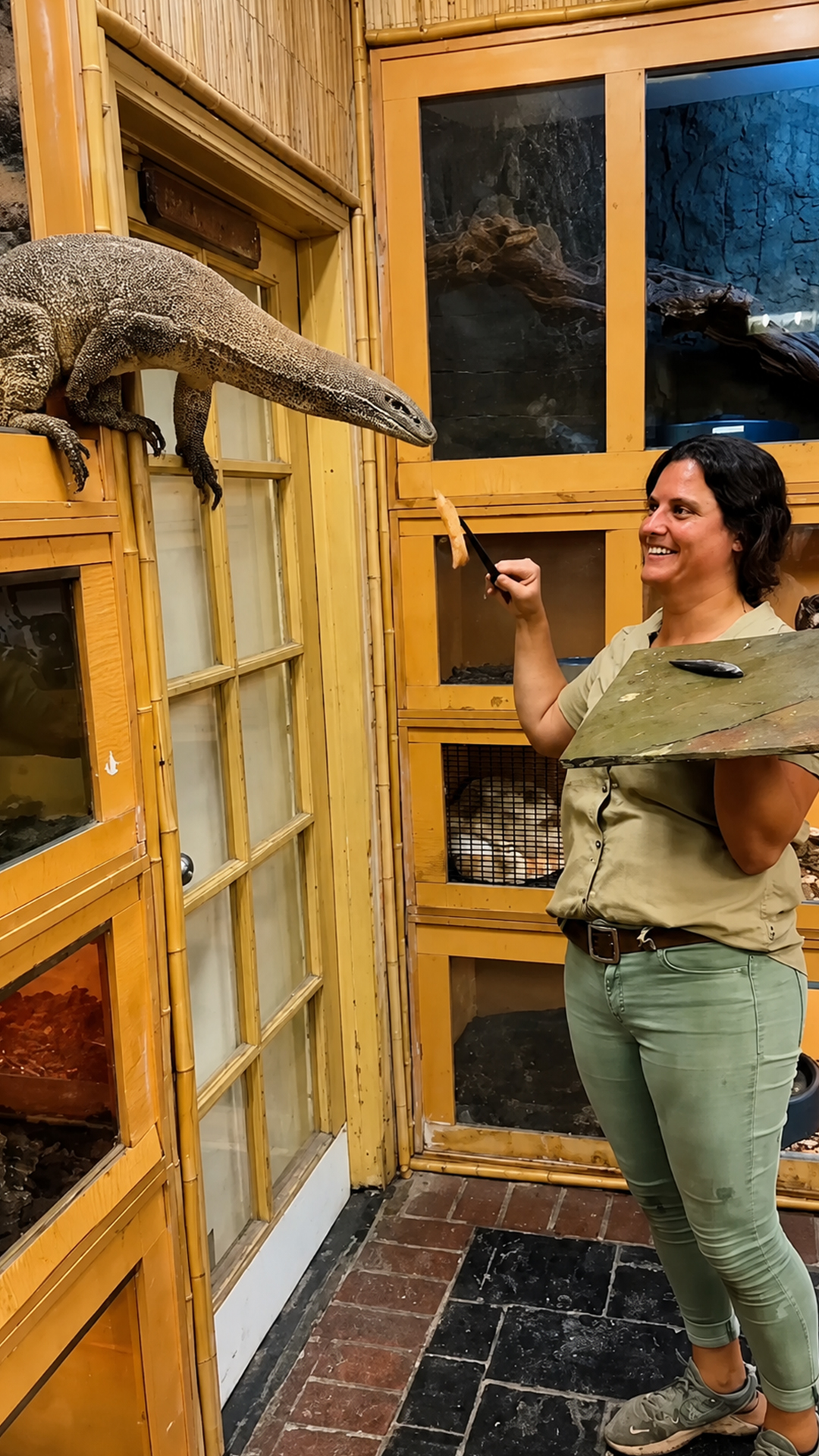 This monitor lizard's feeding reflexes are almost too fast