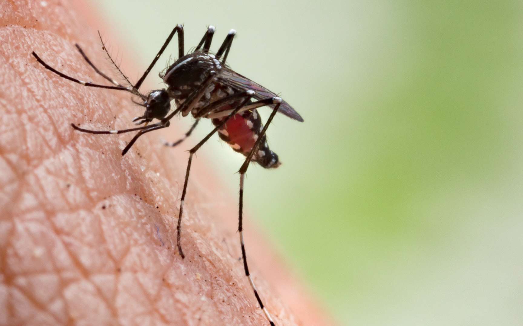 Moustiques : pourquoi vous piquent-ils toujours vous et jamais les autres