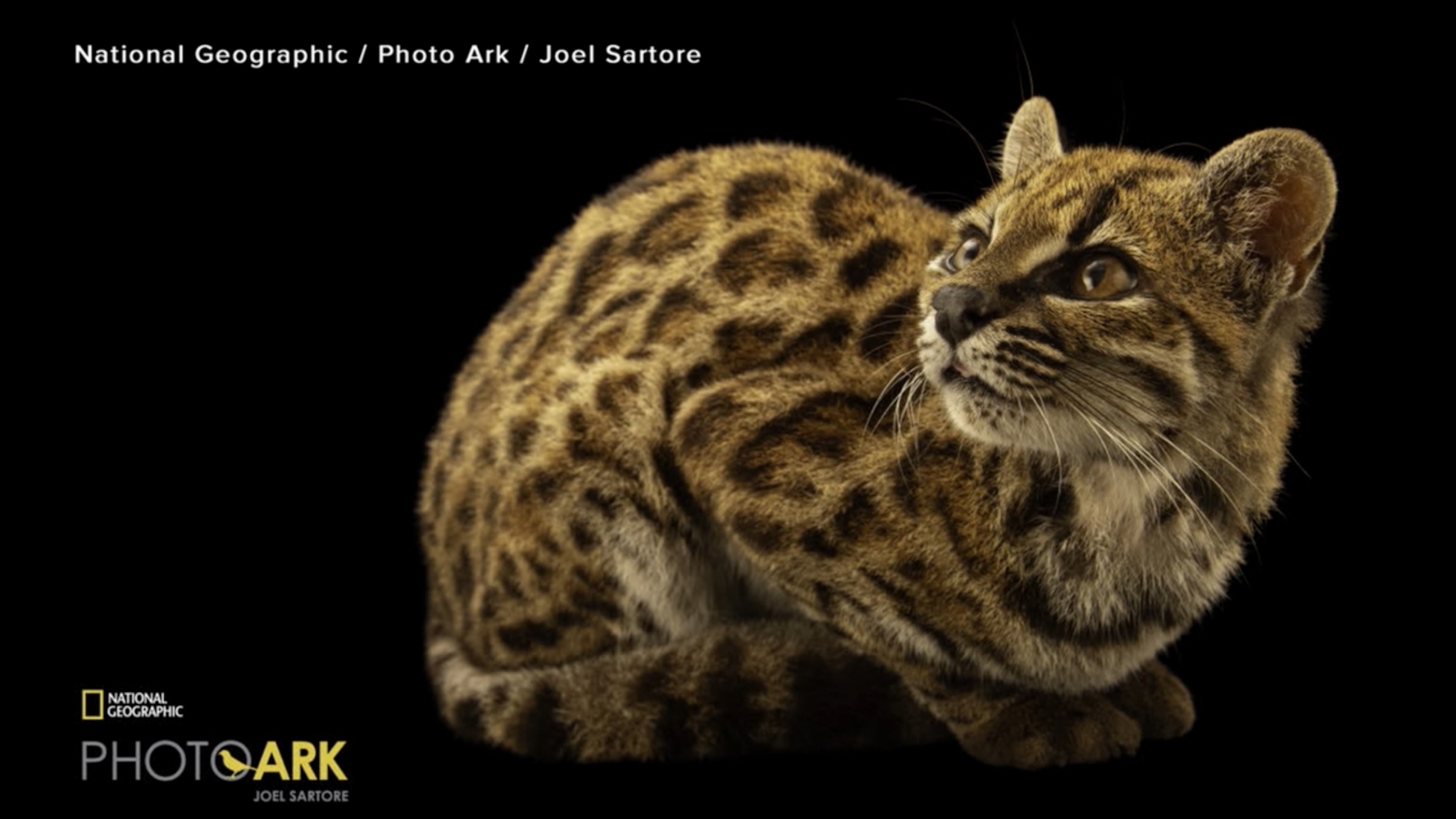 Brand new cat species discovered