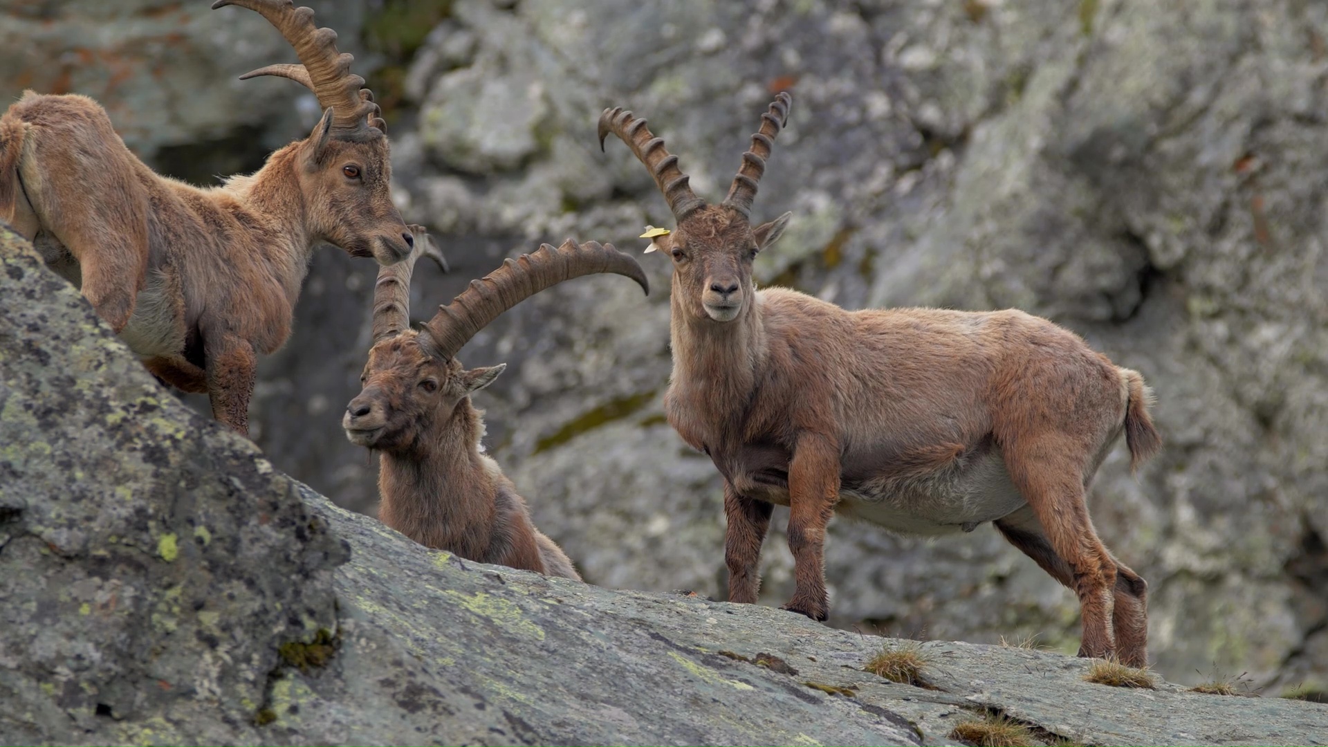 Alpine ibex gathering among rugged mountain rocks