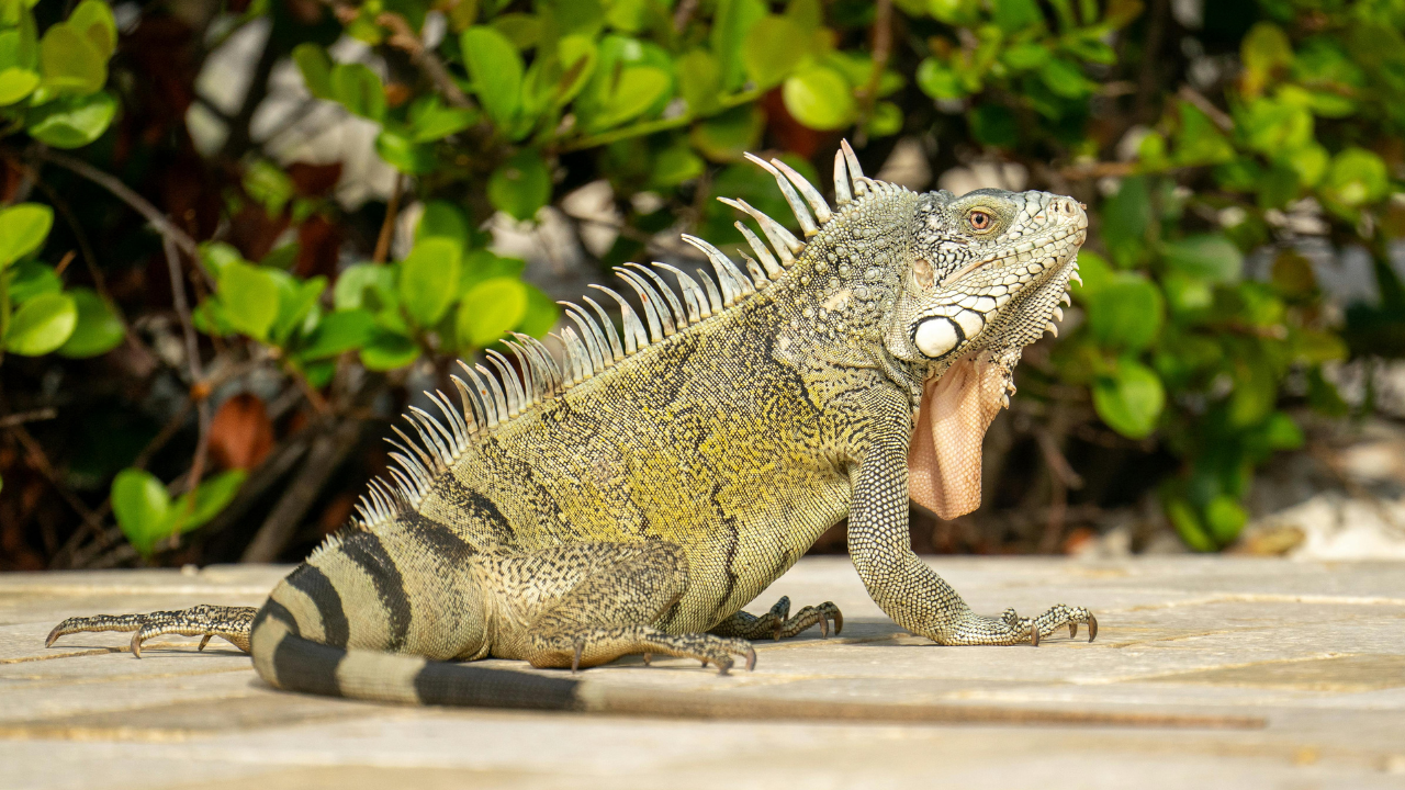 Boca Raton council votes to fine $100 minimum for feeding iguanas and ...