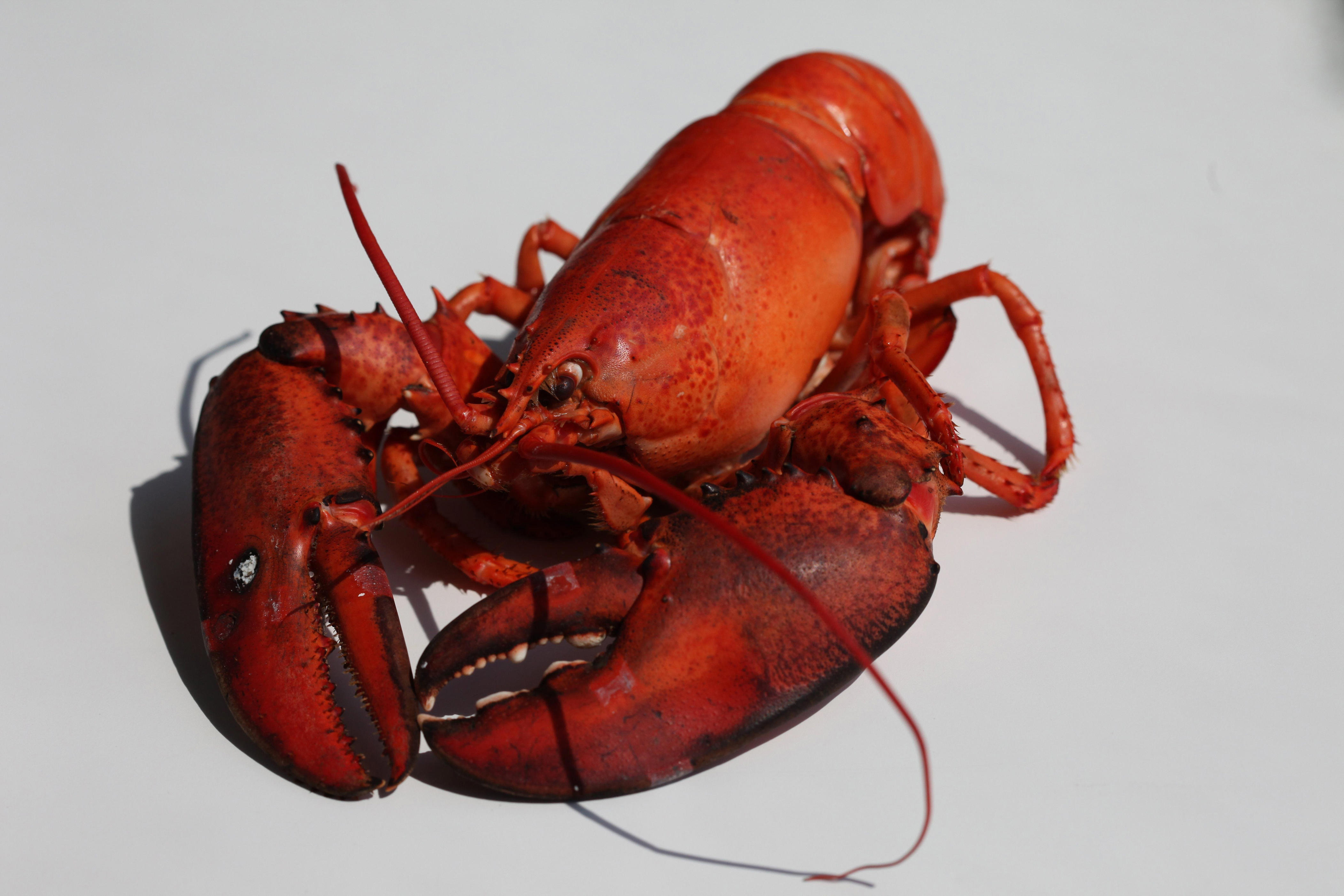Holiday Market annual Lobsterfest is on with new additions