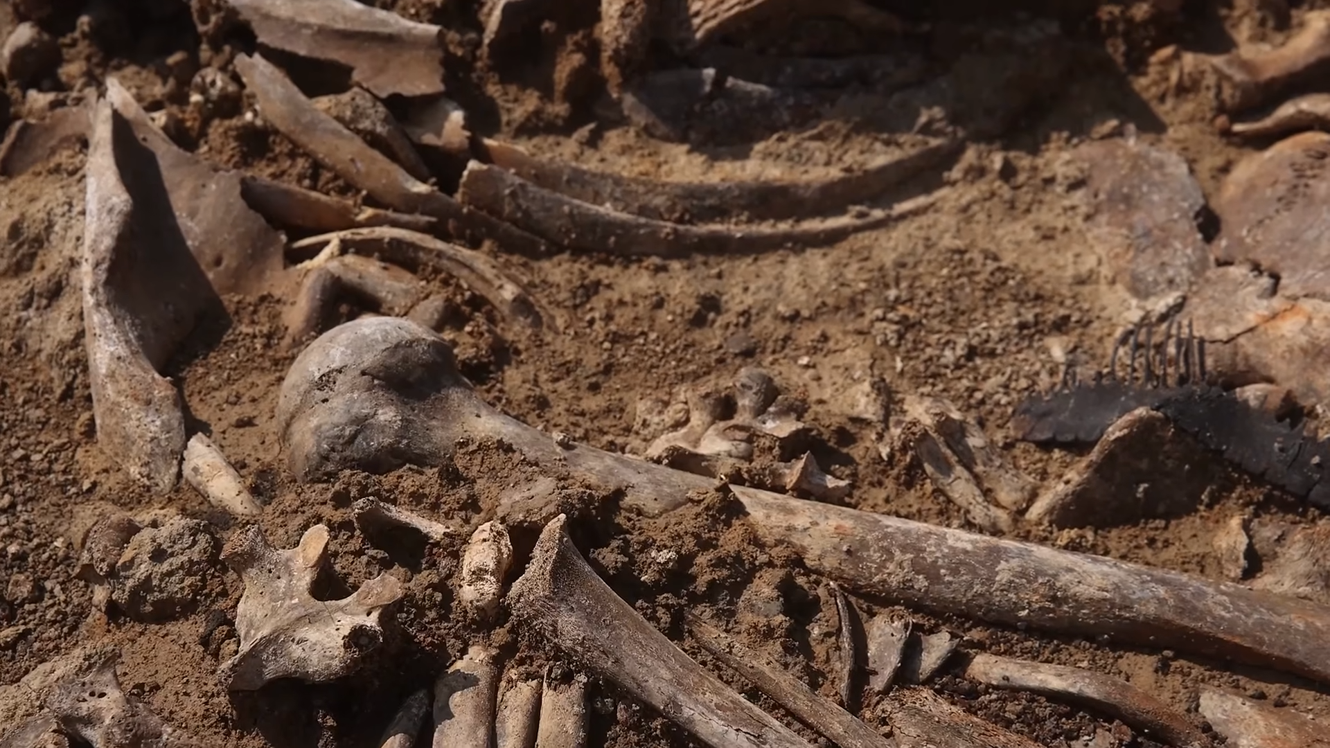 A mastodon was found with a weapon buried in its rib - then scientists ...