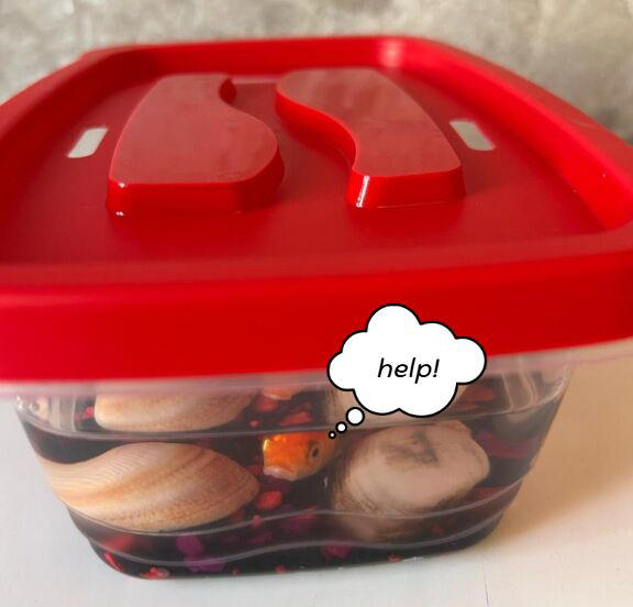 Basic goldfish care: My 3rd grader came home with what?