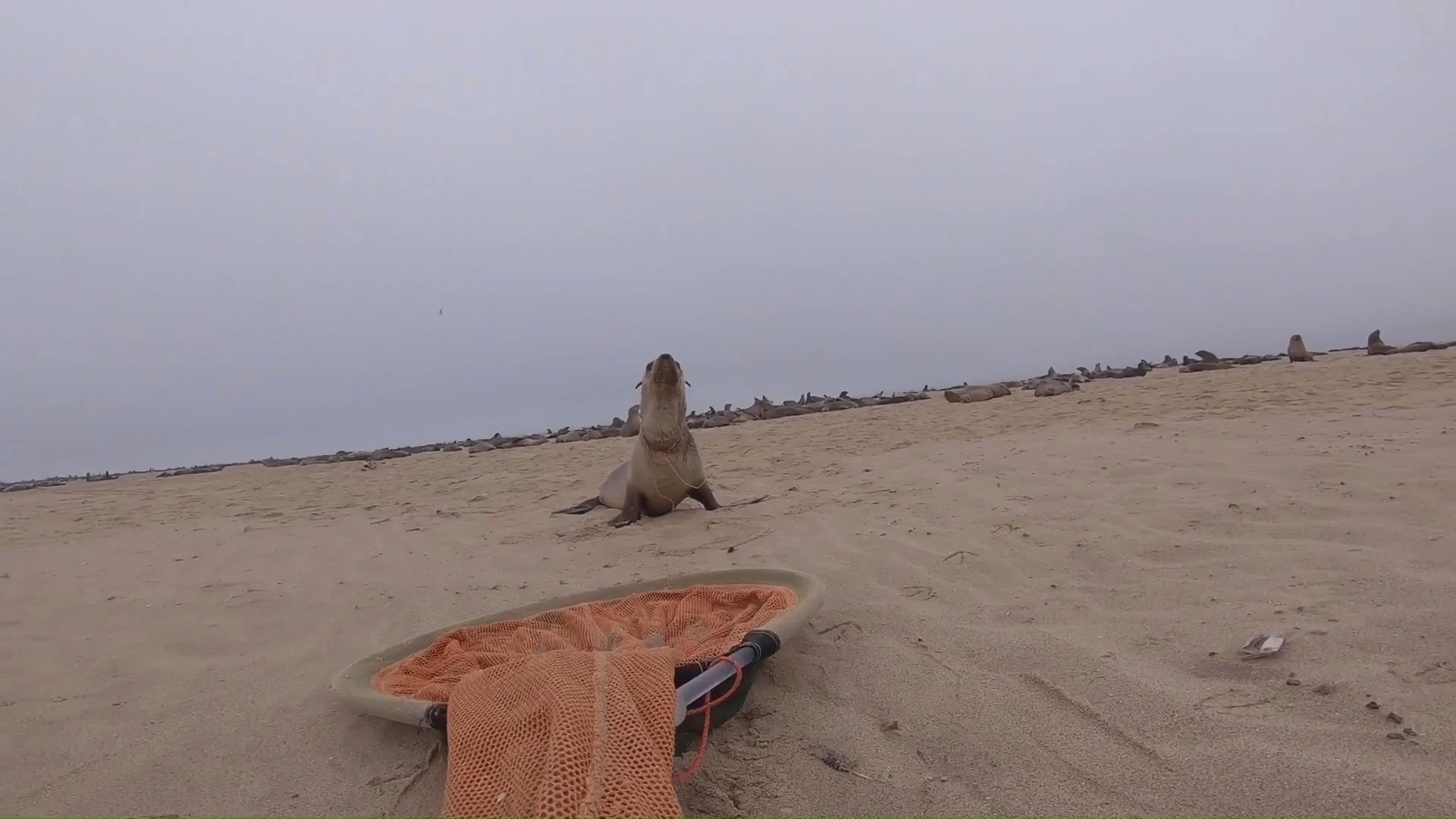 Urgent sea lion rescue operation in Namibia
