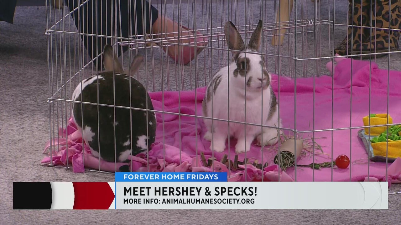 Bonded rabbit pair Hershey and Specks are up for adoption at Animal ...
