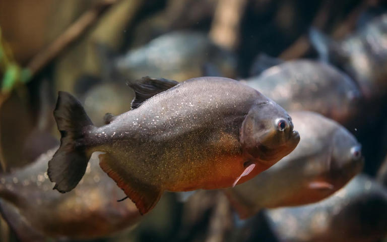 Piranhas in Malaysia? 7 facts about this much-feared fish
