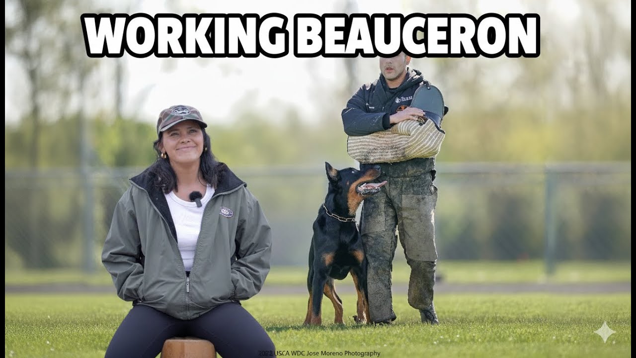 Meet Xerxes, my working Beauceron