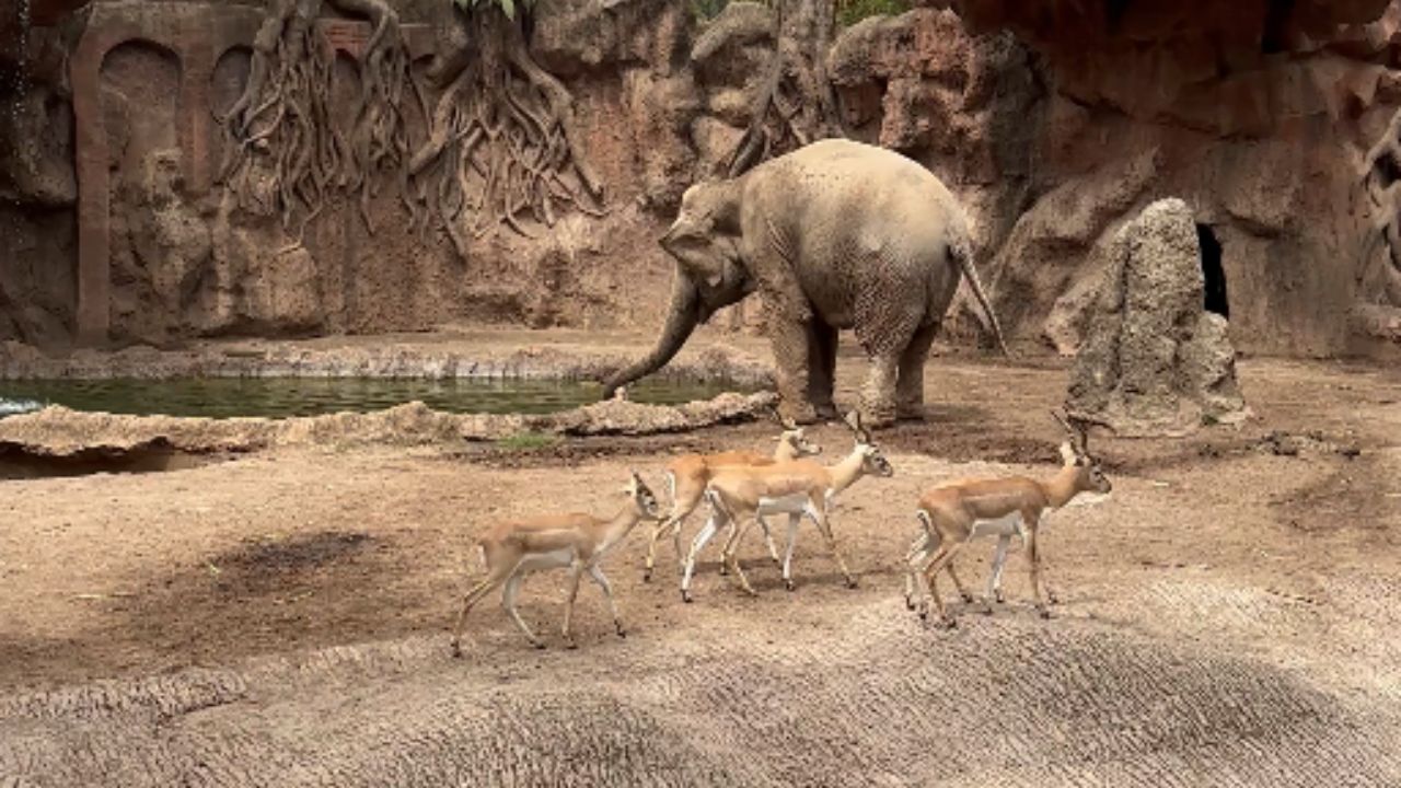 Heartwarming elephant saves stranded gazelle at local zoo