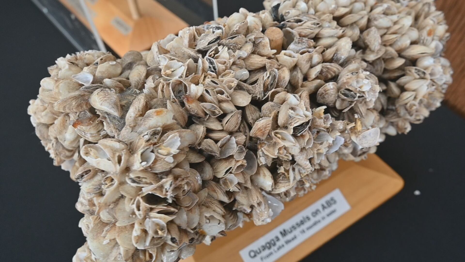 ISDA completes 2026 quagga mussel treatment in Snake River
