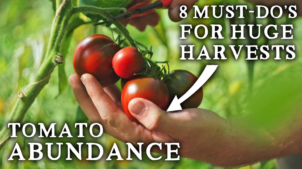 i-discovered-8-secrets-for-amazing-tomatoes