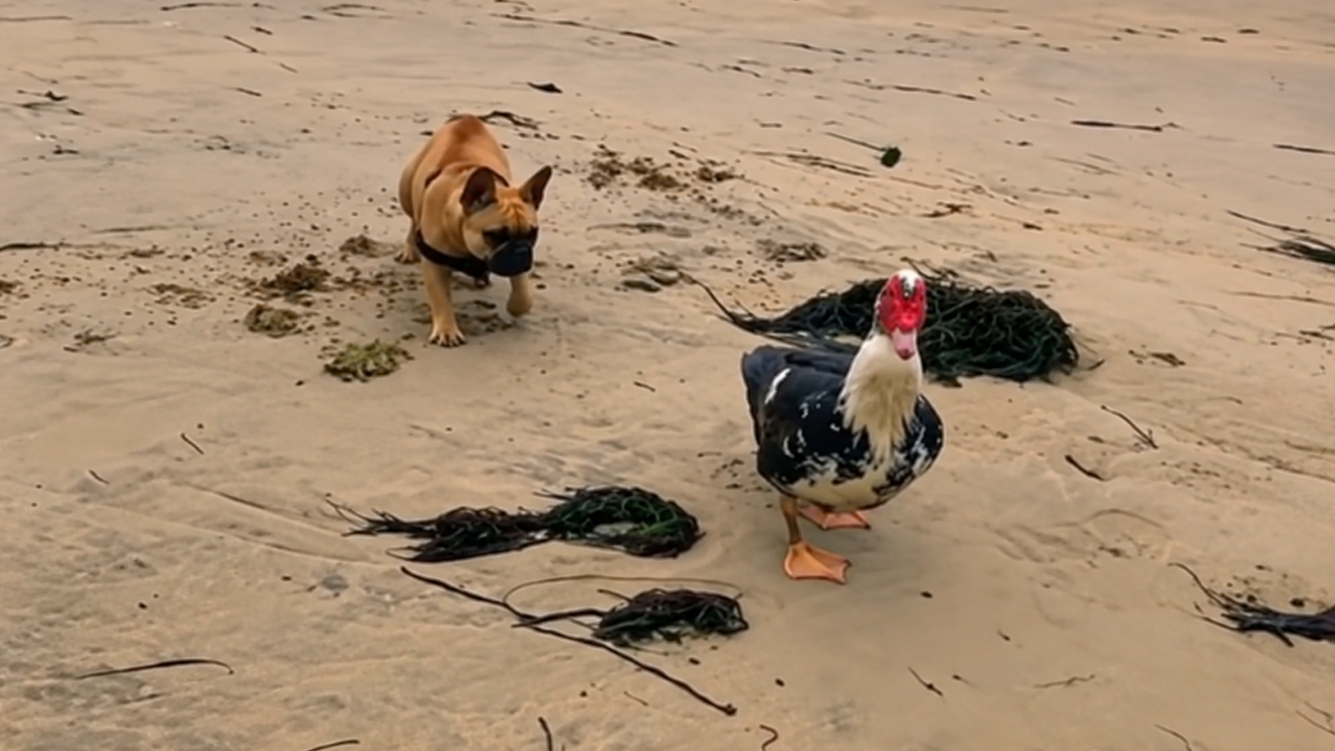 Dog vs. Duck