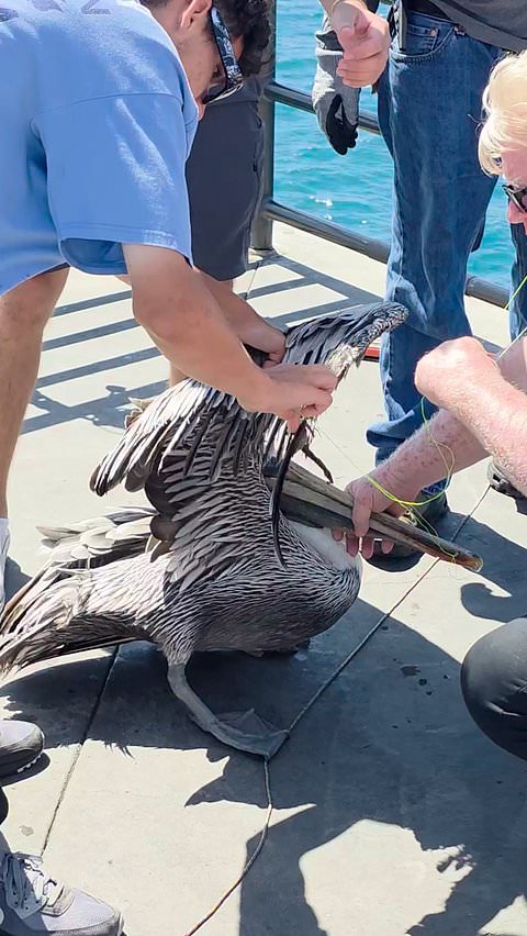 Good Samaritans work together to rescue pelican