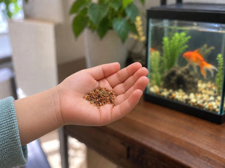 Basic goldfish care: My 3rd grader came home with what?