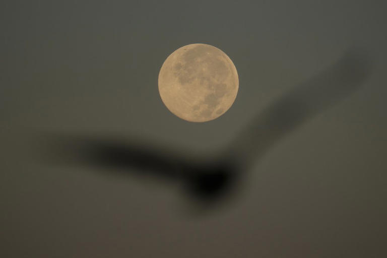 Turn out the lights! 5.4 million birds are migrating over Oregon tonight