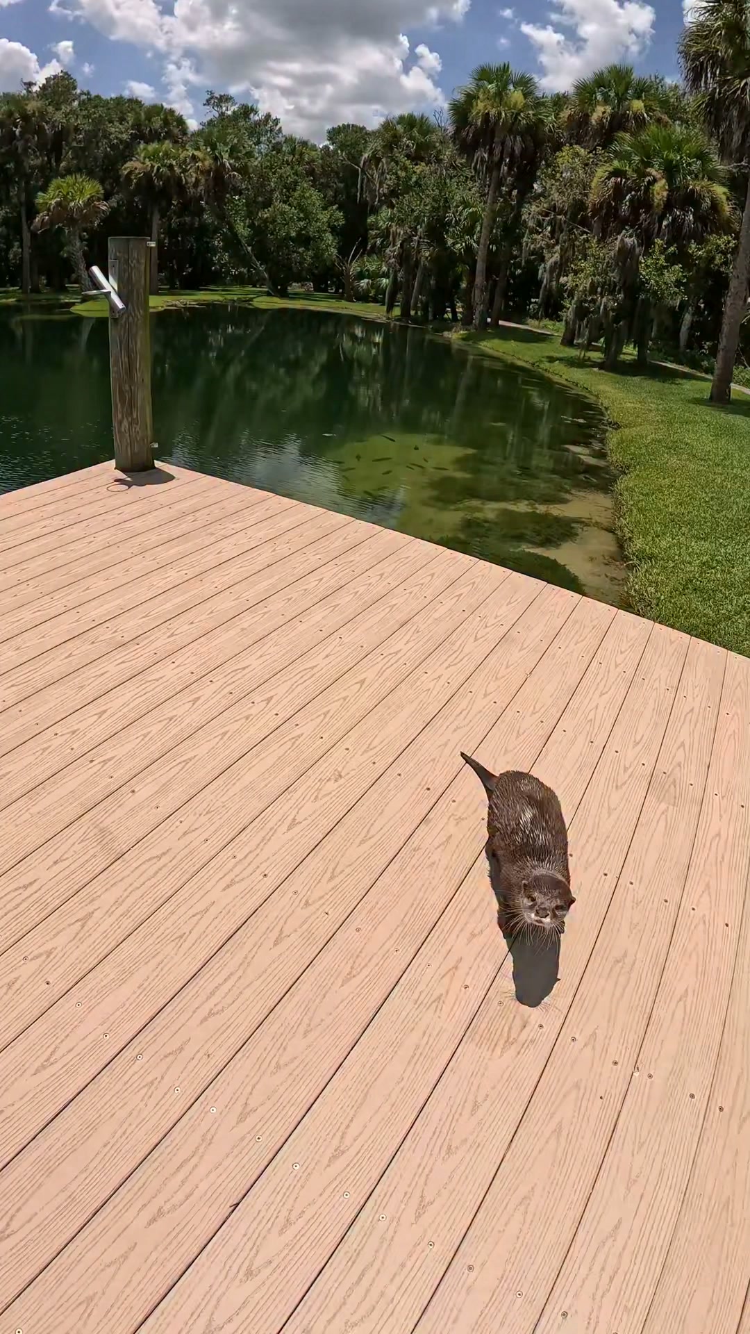 Floating around with my otter