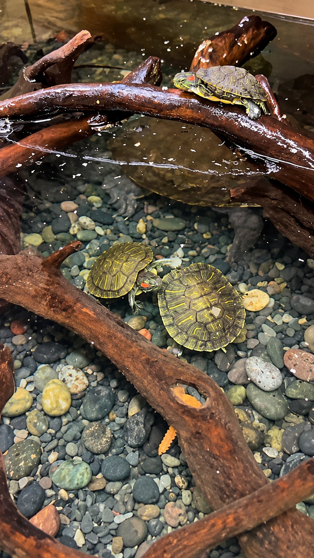 African softshell turtle shows flexible shell, long neck, and powerful bite