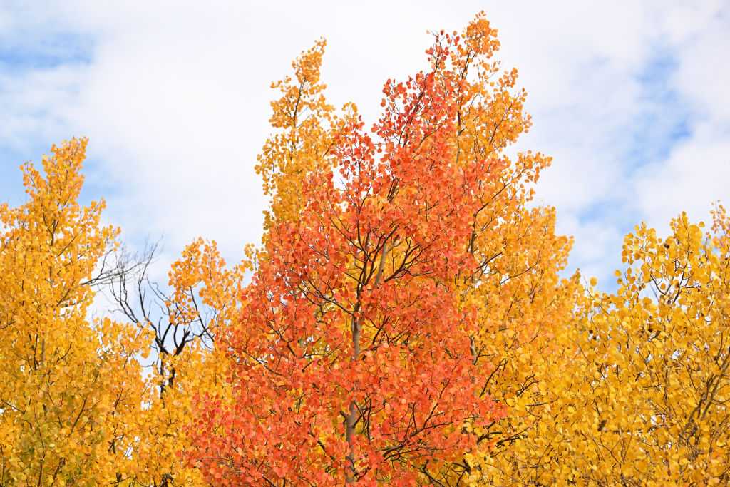 When will fall foliage peak in Wisconsin? Interactive map tracks your ...