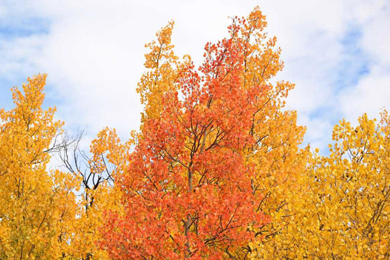 When will fall foliage peak in Wisconsin? Interactive map tracks your ...