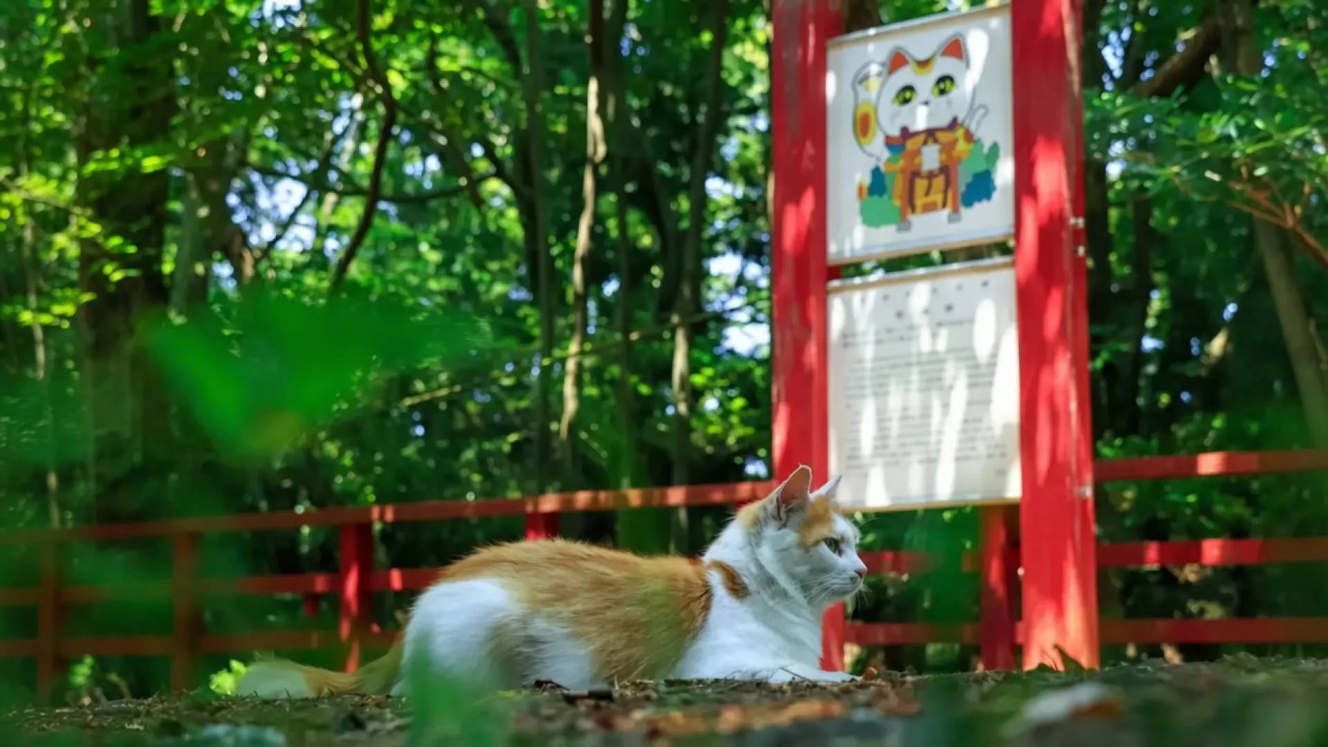 Japón tiene solo una raza de gato, pero su historia con los felinos ...