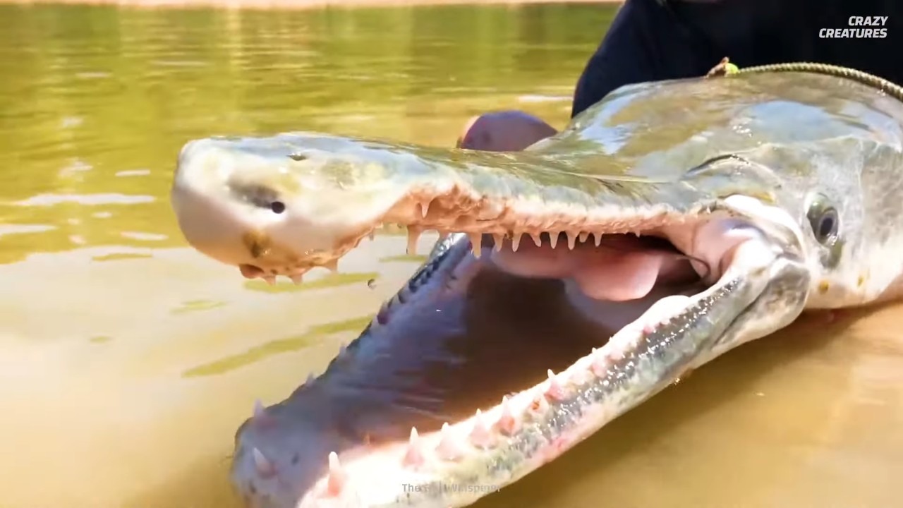 This monster still swims America’s rivers and its ancestors lived with ...