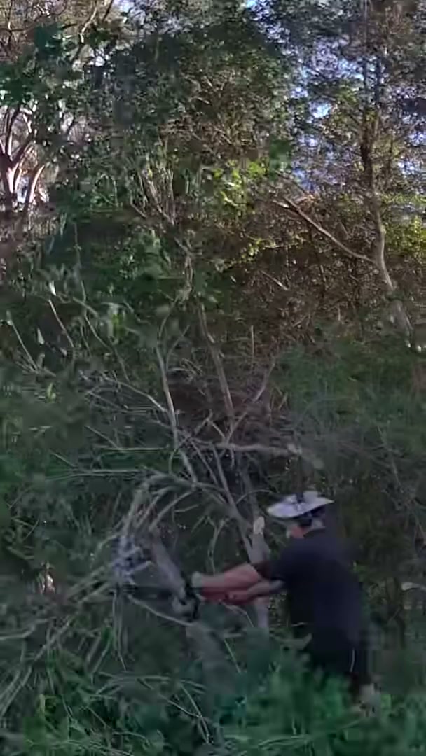 How much can you cut back a mulberry tree? Hard pruning & regrowth ...