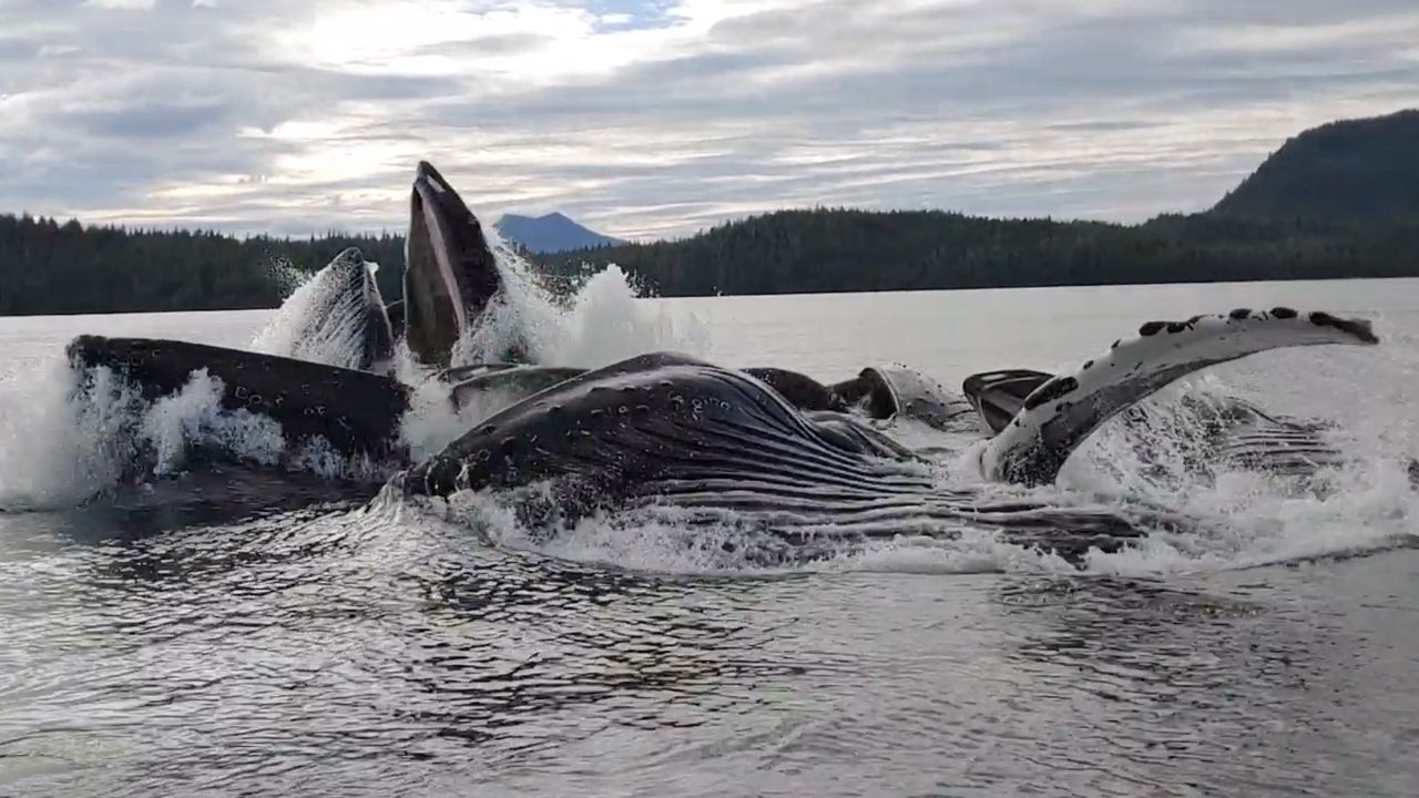 Pod of humpback whales breach and rock fishing boat | Wild-ish