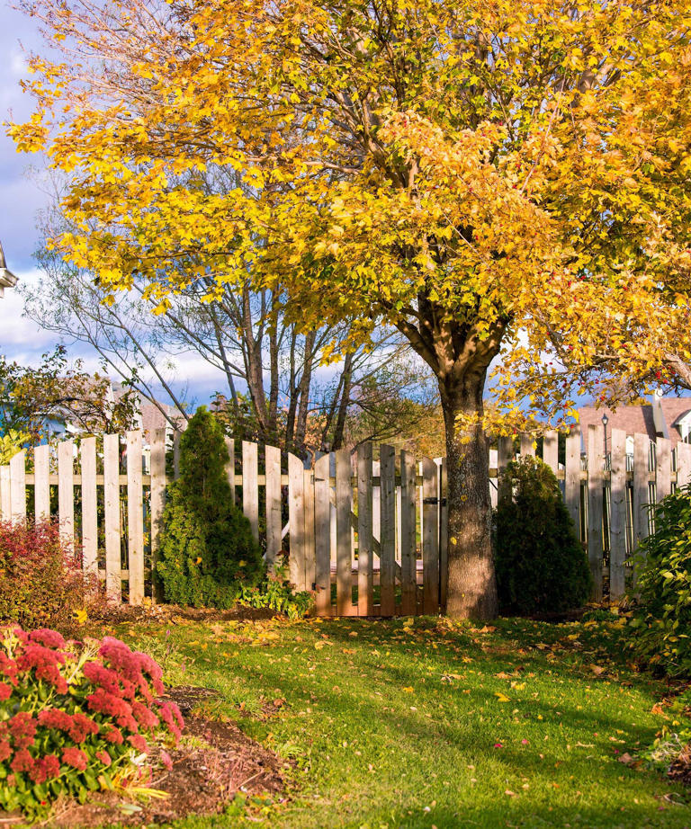 If deer keep damaging your trees in fall, these Amazon tree guards are ...