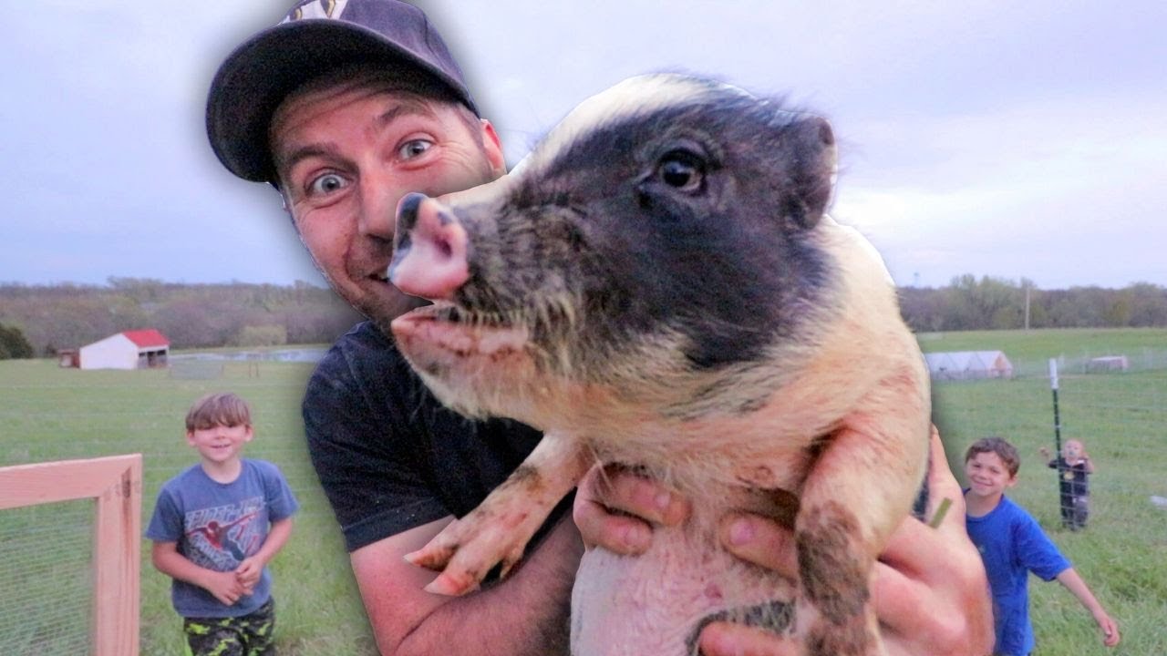 Mini pigs move in: will we finish?