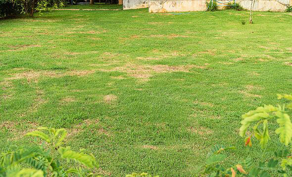 Gardeners urged to do 1 lawn task in September to repair patches and ...